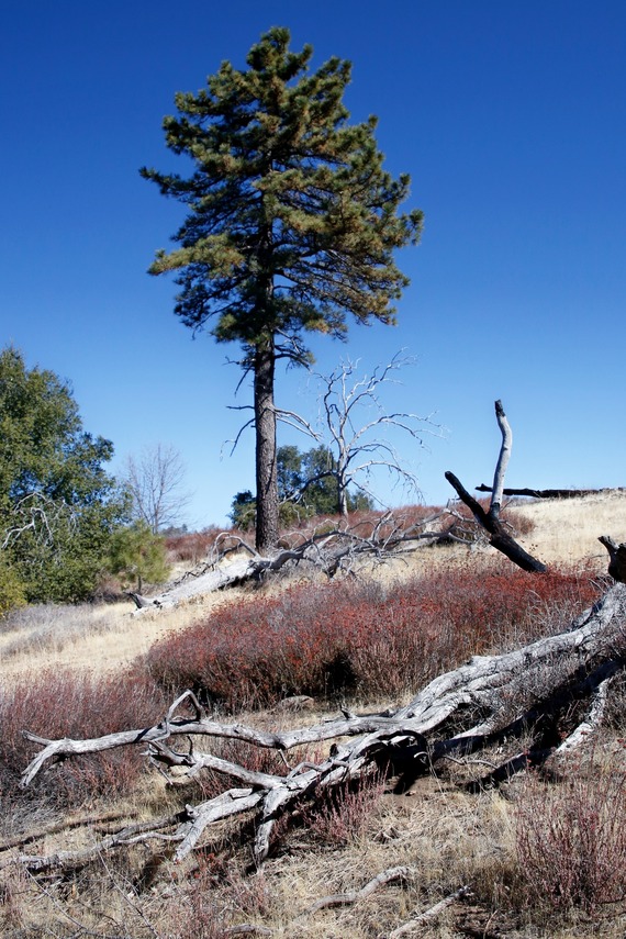 Lone Pine East Mesa Cuyamaca State Park
