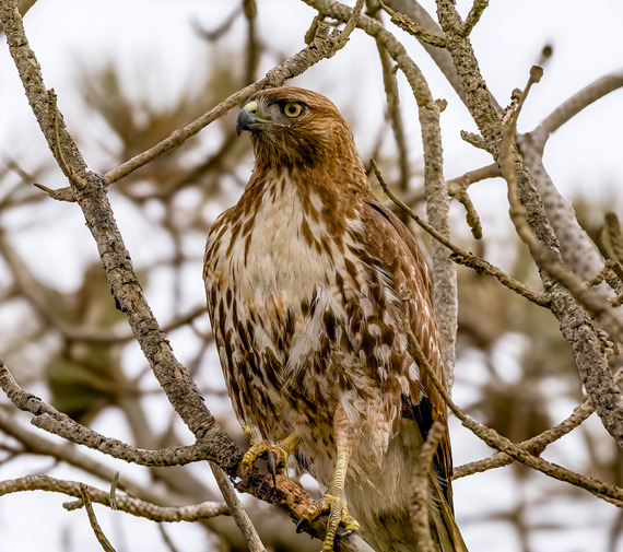 Red Tailed Hawk Guy Fleming Trail Torrey Pines State Natural Reserve