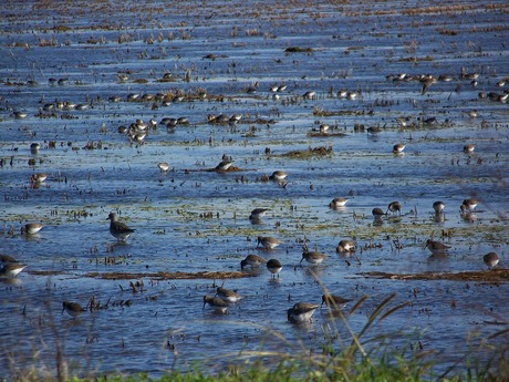 Shallowly flooded bird habitat