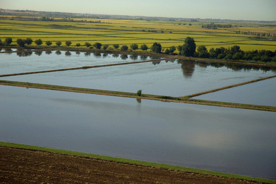 Rice fields north of Sacramento. Photo via DWR.