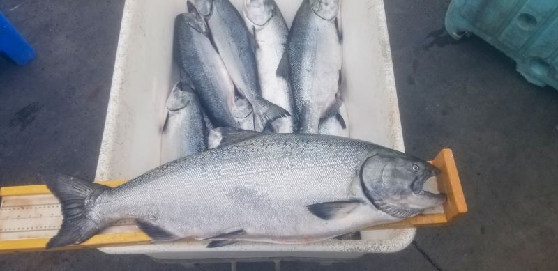 Chinook salmon on dock. 