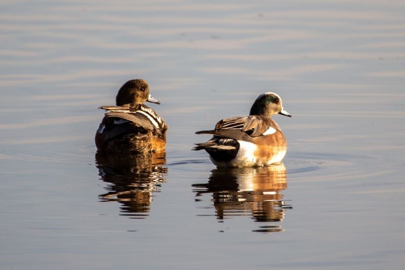 Two ducks in water