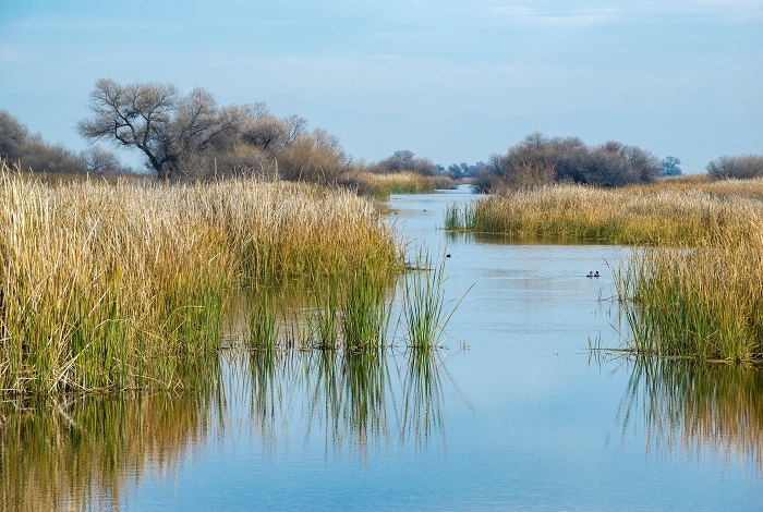 marsh habitat with reeds and blue sky