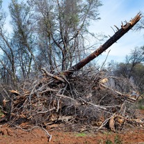 Woody vegetation is gathered in a large pile for fire hazard reduction. 