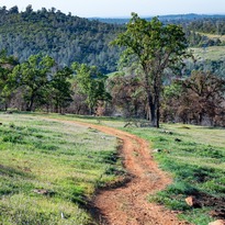 A dirt trail is surrounded by green grass with Oak trees in the background. 