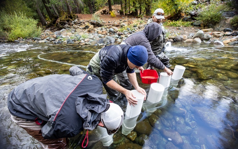 Fisheries biologists inject salmon eggs into the riverbed of the North Yuba River in October 2024.