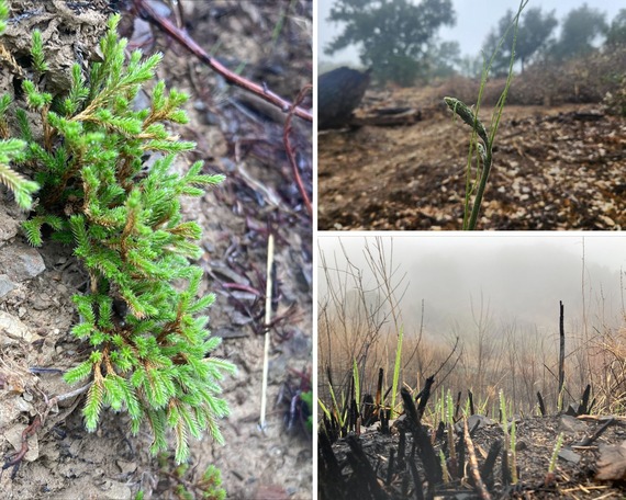 California State Parks: Weekly Digest - Feb. 28, 2025