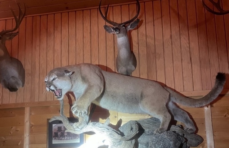 An illegally possessed mountain lion mount on display within a Napa County residence.