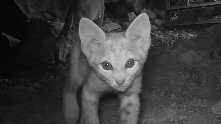 Providence Mountains State Recreation Area Baby Bobcat in Cave with Mother