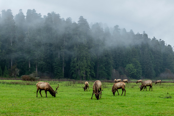 Prairie Creek Redwoods elk