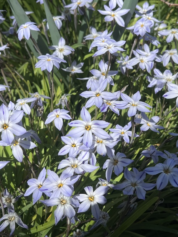Flowers at Silverwood Lake SRA