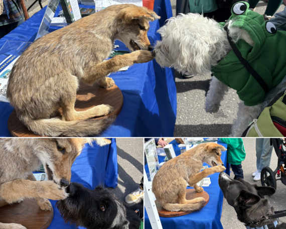 Calaveras Big Trees SP_Murphys Irish Day_dog collage