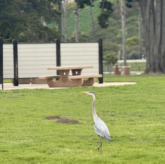 Great Blue Heron Santa Buenaventura State Beach