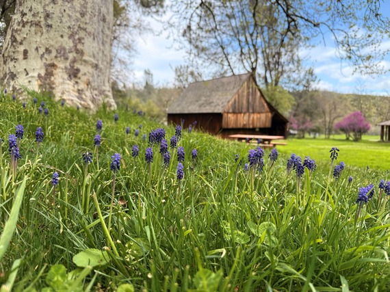 Spring Shasta State Historic Park Wildflowers