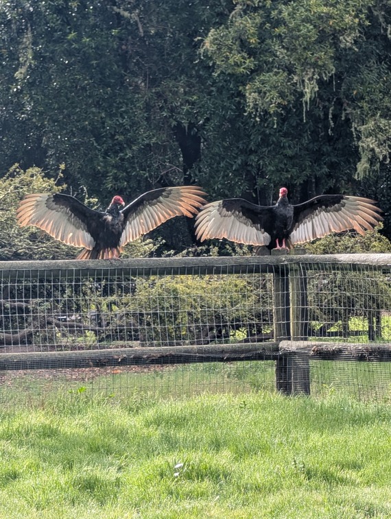 Turkey Vultures at La Purisima SHP