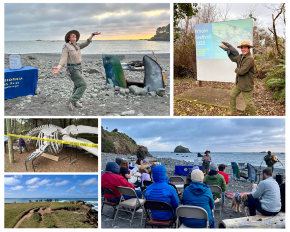 Mendocino Whale Festival 