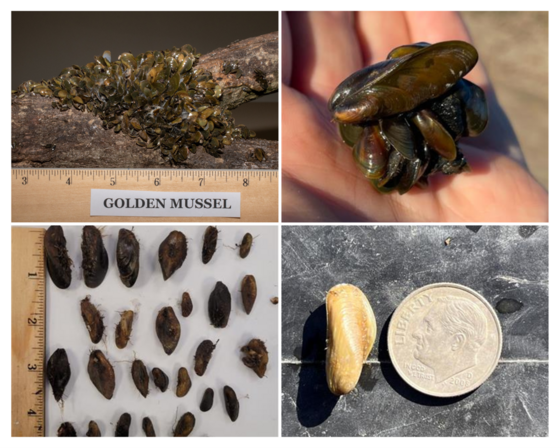 Photos of Golden Mussels