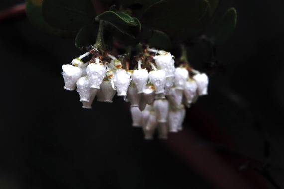 Cuyamaca Rancho State Park Manzanita Blossoms with Raindrops