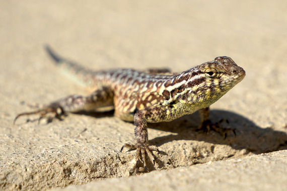 Antelope Valley California Poppy Reserve Side-Blotched Lizard