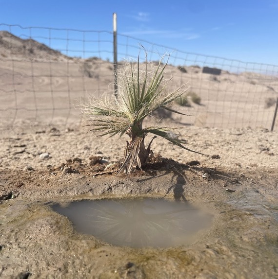 Ocotillo Wells State Vehicular Recreation Area