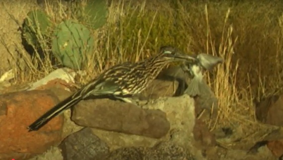 Providence Mountains  SRA_roadrunner