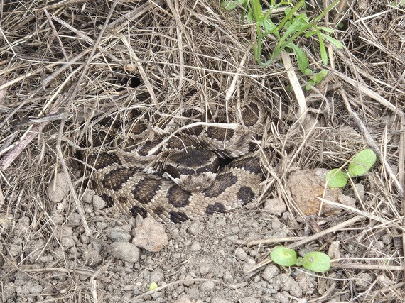Trione-Annadel State Park Rattlesnake