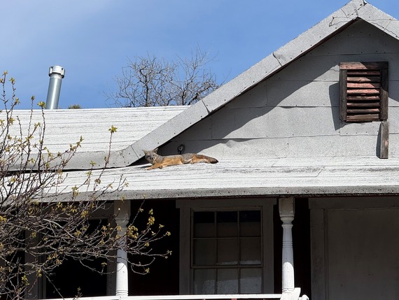 fox on roof
