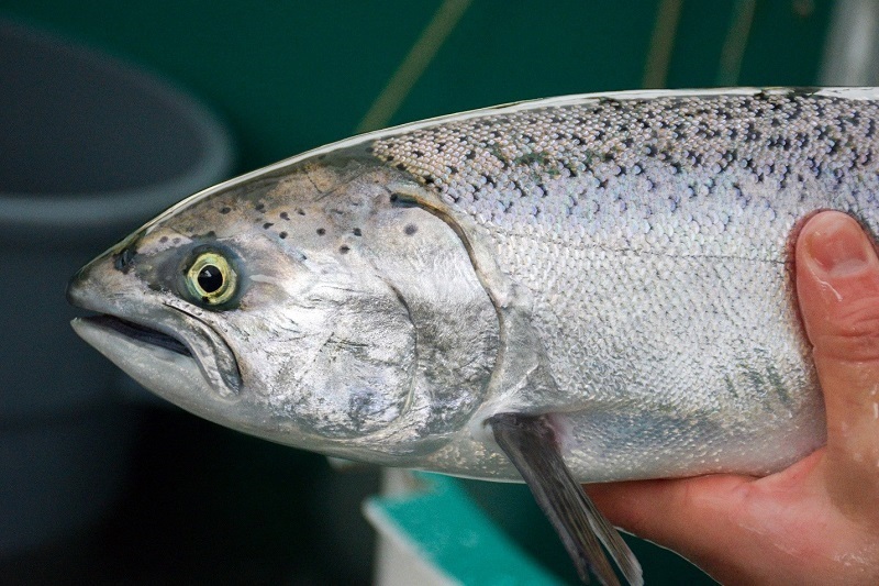 Close-up image of an adult Chinook salmon being held outside of the water in a hatchery environment.