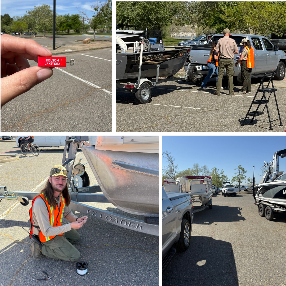 Golden Mussel inspections at Folsom Lake