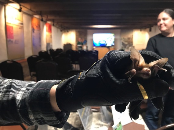 Bat night at Sonoma SHP