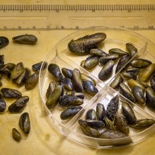 Invasive golden mussels are viewed in round petri dishes at a DWR lab. 