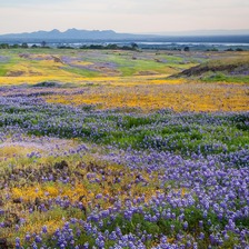 Various wildflowers blanket a field at North Table Mountain Ecological Reserve in Butte County. 