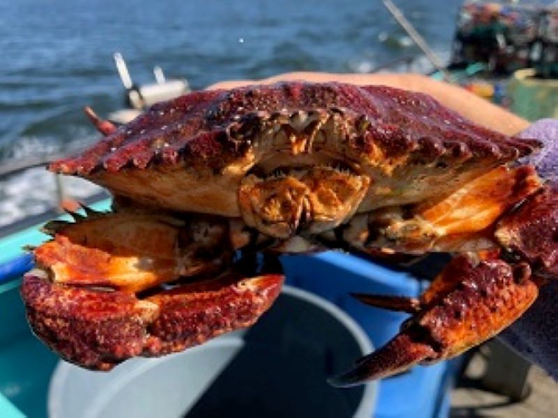 Red rock crab held by person.