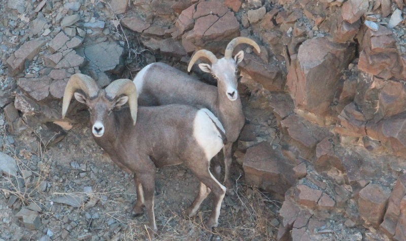 Two bighorn sheep photographed from above on their rocky perch.