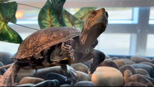 Asparagus the Turtle