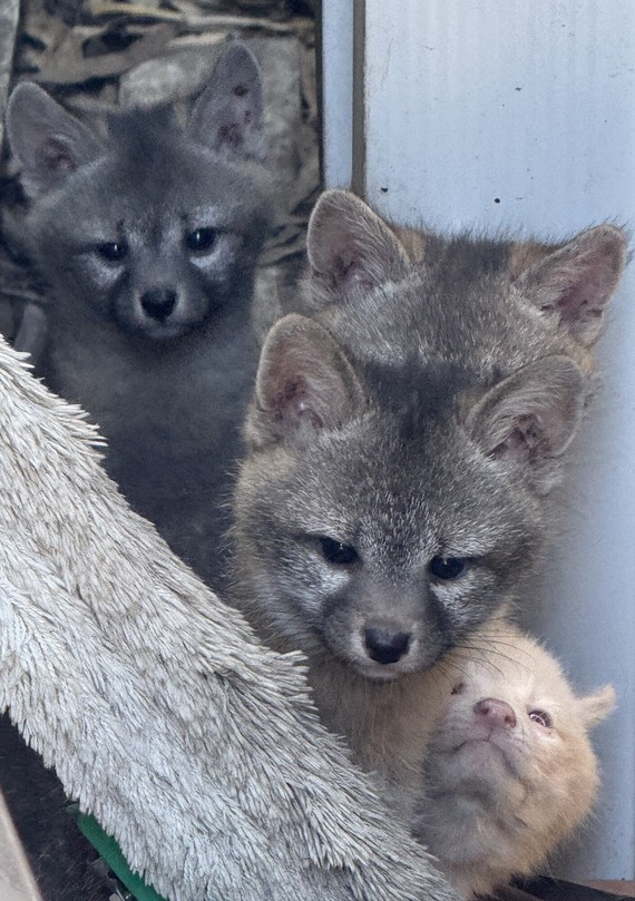 Hearst San Simeon SHM_ fox