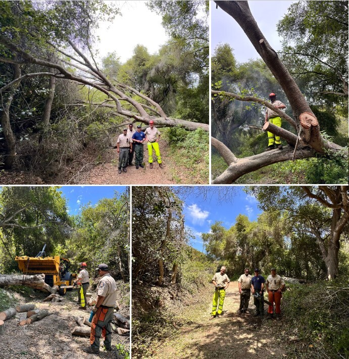 Crystal Cove SP tree trimming