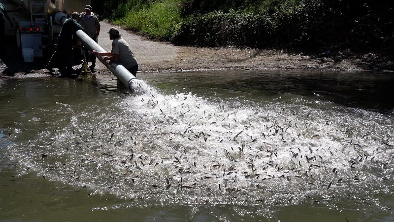 CDFW hatchery staff release juvenile Chinook salmon into the Sacramento River from the back of a tanker truck.