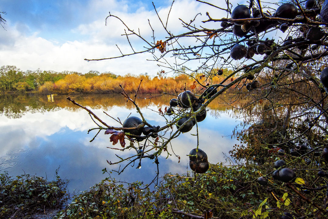 A dew-covered tree in the foreground with a tree-lined waterway in the background