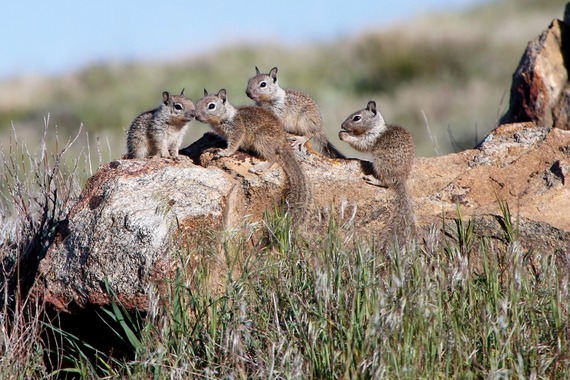 Cuyamaca Rancho SP ground squirrels