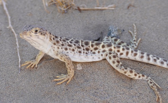 Saddleback Butte SP_long-nosed leopard lizard