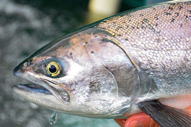 Photo of an adult salmon. 