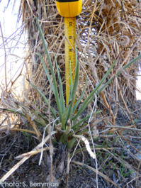 Small western Joshua tree with tape measure behind it. Photo: S. Berryman