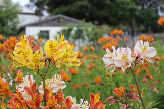 Monterey SHP_Peruvian lilies