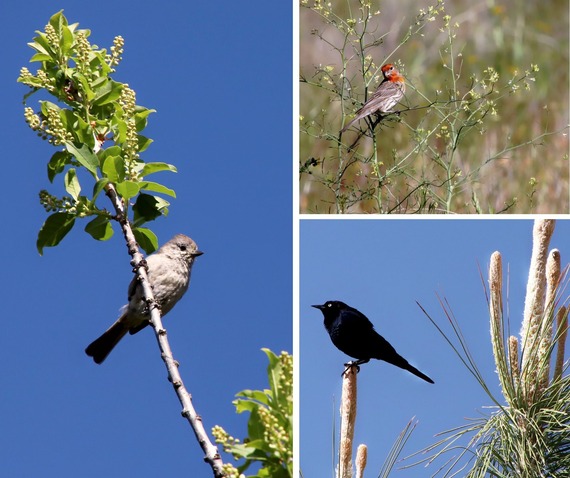 oak titmouse perched on a choke cherry male Brewer's blackbird perched on a pine male house finch enjoying a mustard Cuyamaca Rancho State Park