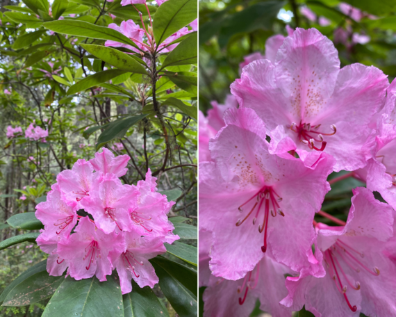 Kruse Rhododndron SNR_flowers of namesake 