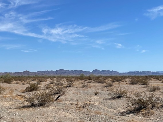 Desert tortoise habitat imperial