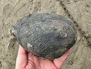 Washington clam