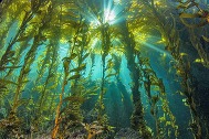 Kelp Forest