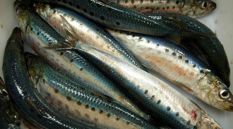 Pacific sardines up close and out of the water.